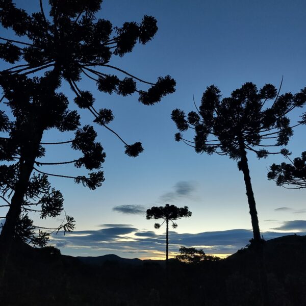 IMG_20260131_052110520_HDR