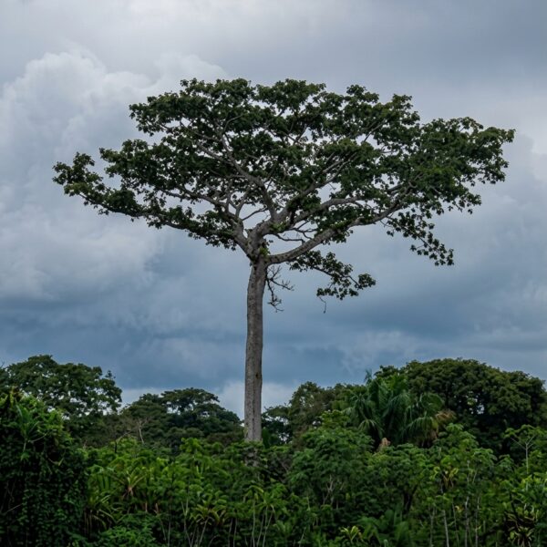 Samauma